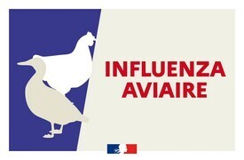 INFLUENZA AVIAIRE